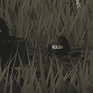 o 1i6lg8tsovc81ap115muom1uul1f